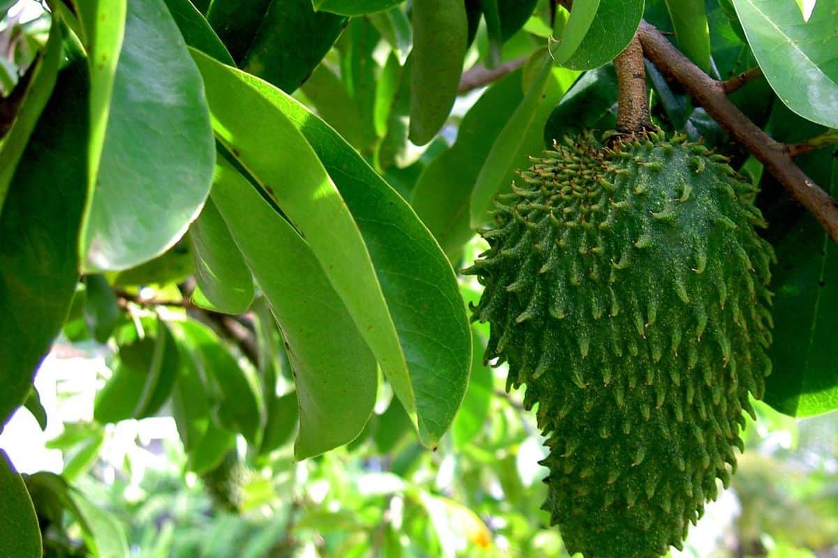 13 Manfaat Daun Sirsak untuk Tubuh Sehat Tanpa Obat