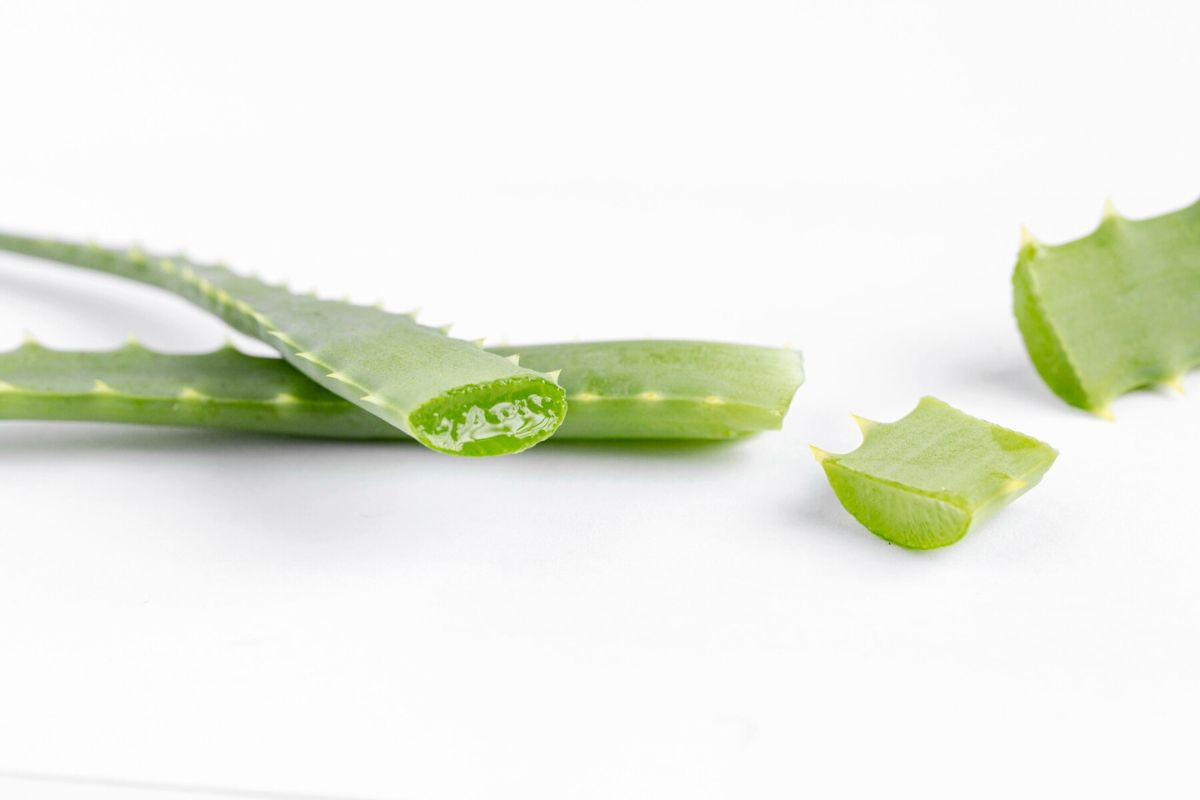 Potongan tanaman aloe vera