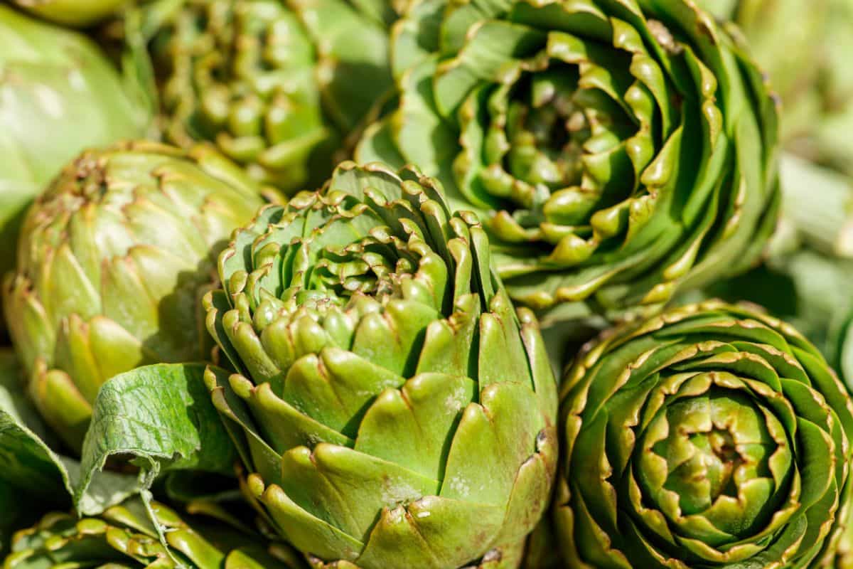 Tumpukan artichoke segar
