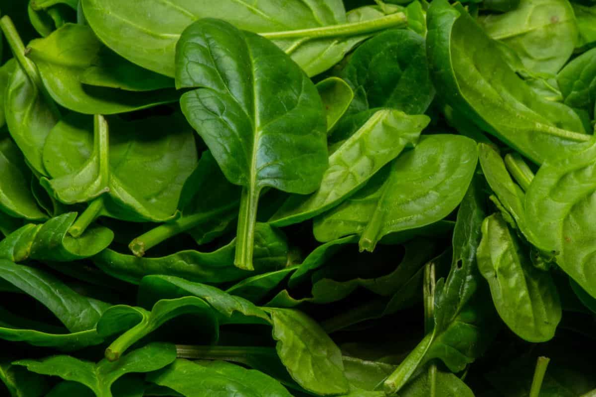 Tumpukan daun bayam segar