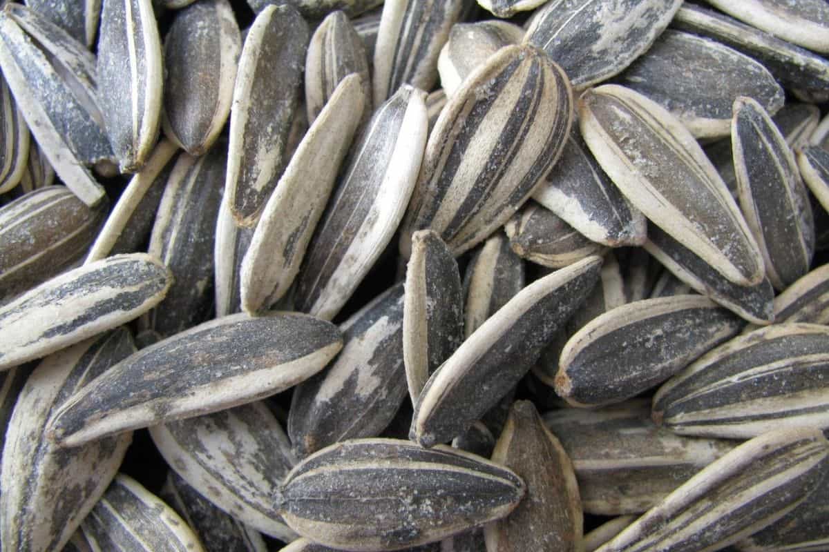 Tumpukan biji bunga matahari