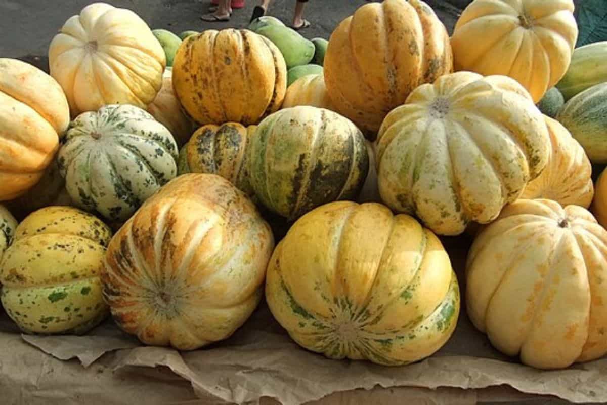 beberapa buah blewah