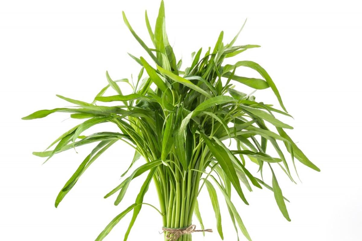 Satu ikat sayur kangkung segar