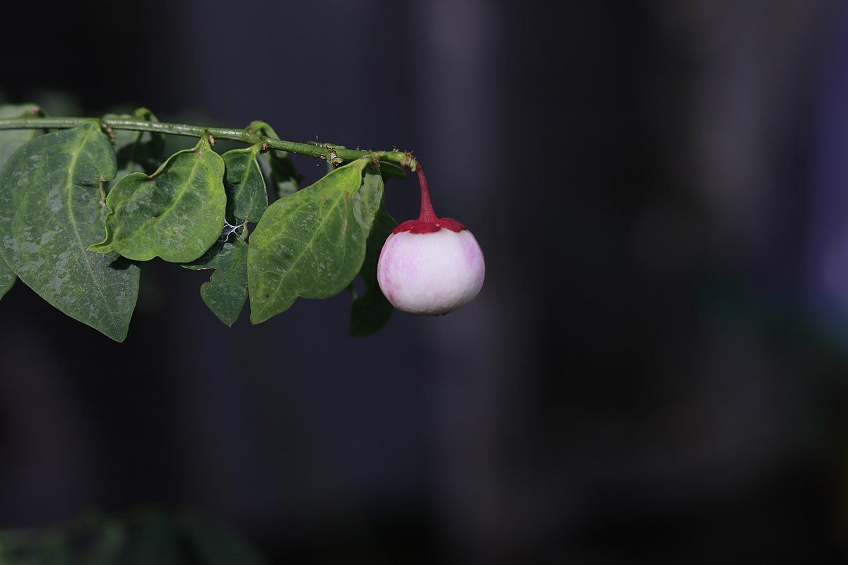 Buah katuk dan daunnya