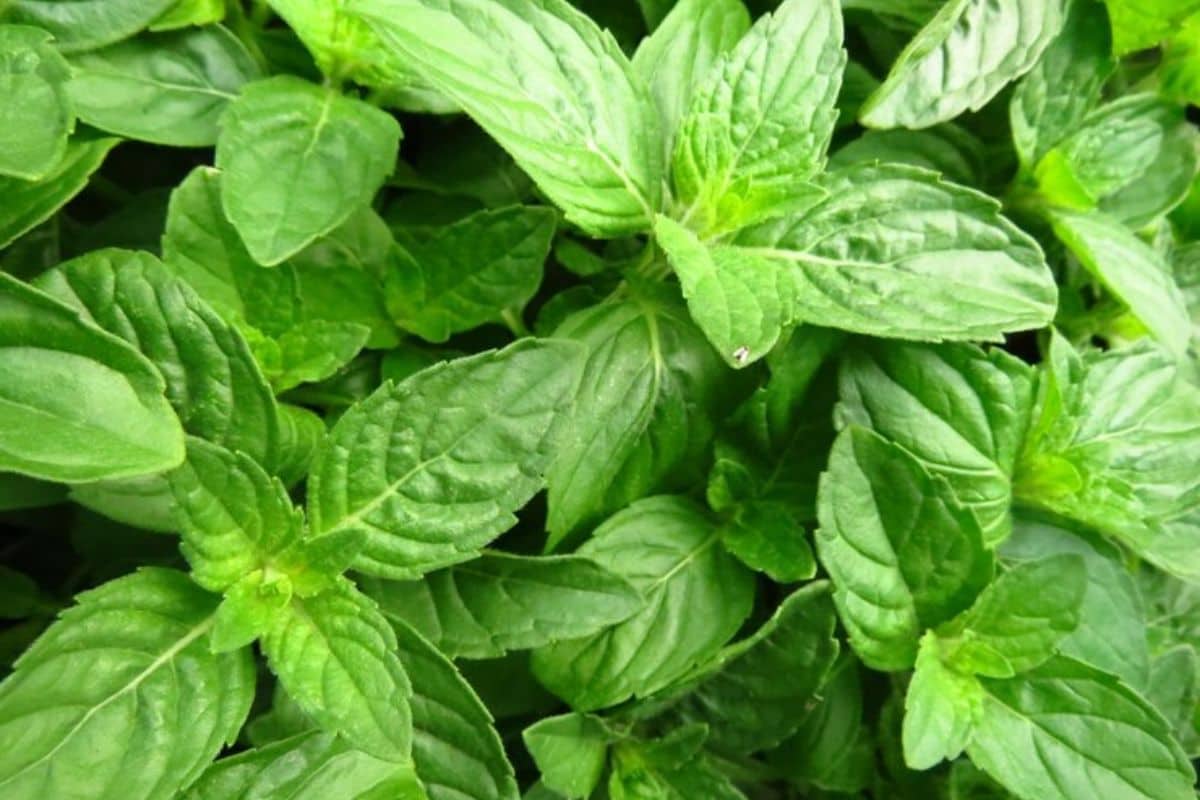 Close-up daun kemangi