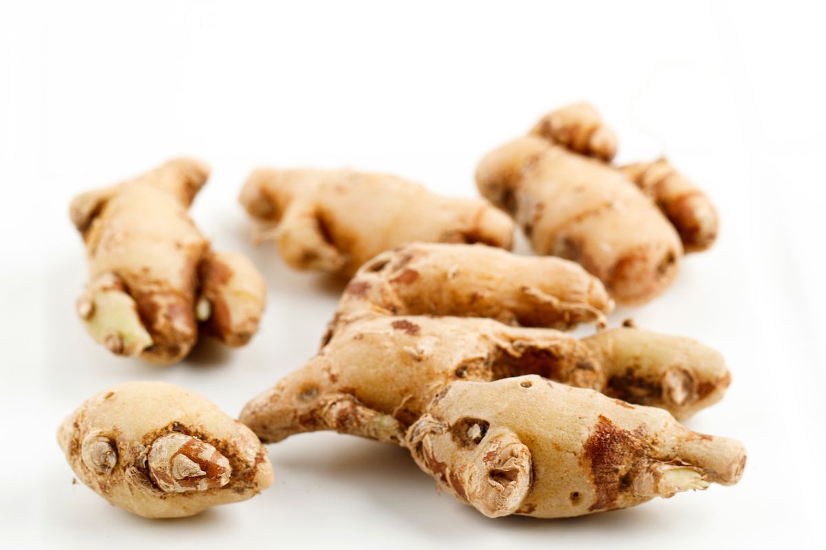 Beberapa buah kencur dengan background putih