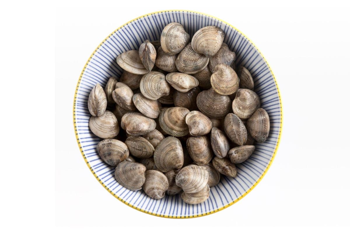 Tumpukan kerang segar di dalam mangkuk