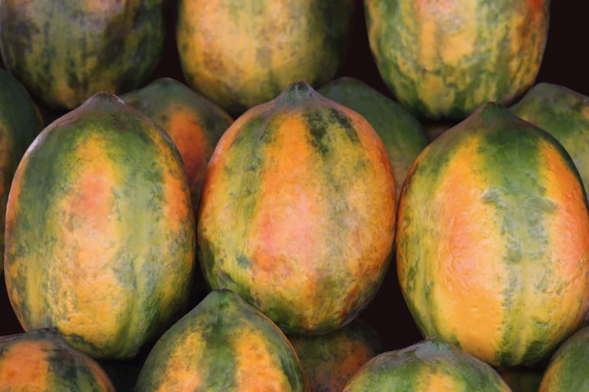 Tumpukan buah pepaya segar