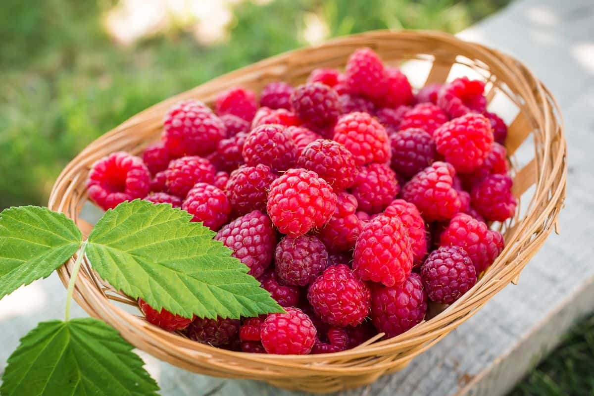 Raspberries dalam keranjang bambu