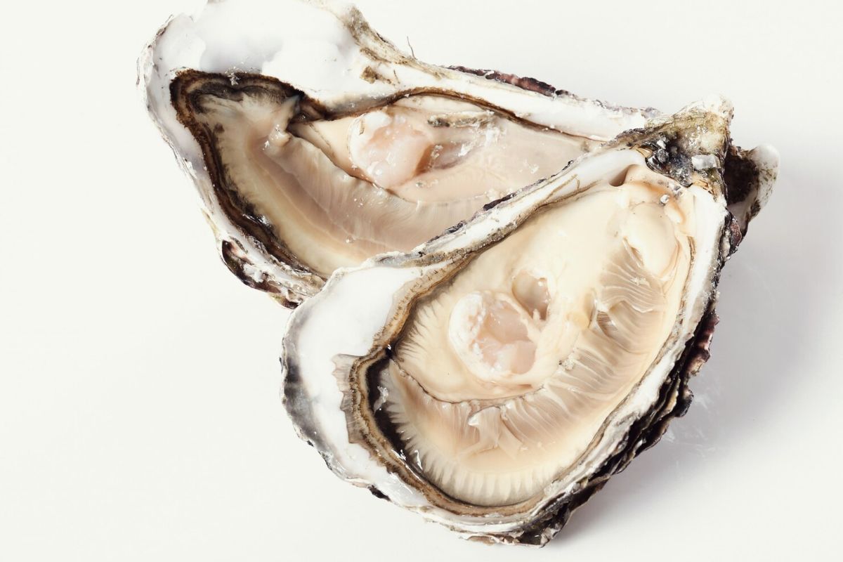 Dua buah tiram segar